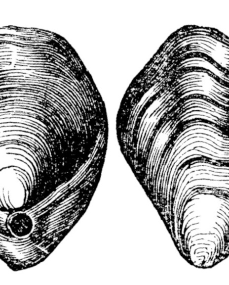 15 Illustratie Brachiopode 1600X550