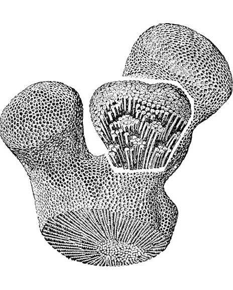26 Illustratie Favosites 1600X550