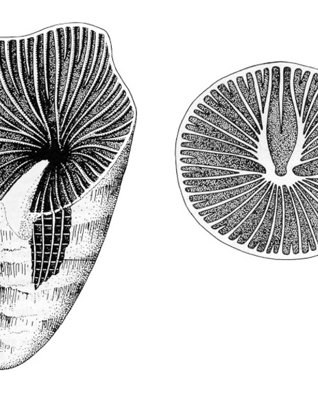 21 Illustratie Zaphrentis 1600X550
